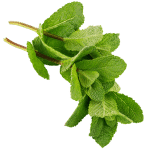 Menthe nana