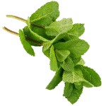 Menthe nana