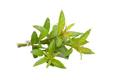 Verveine